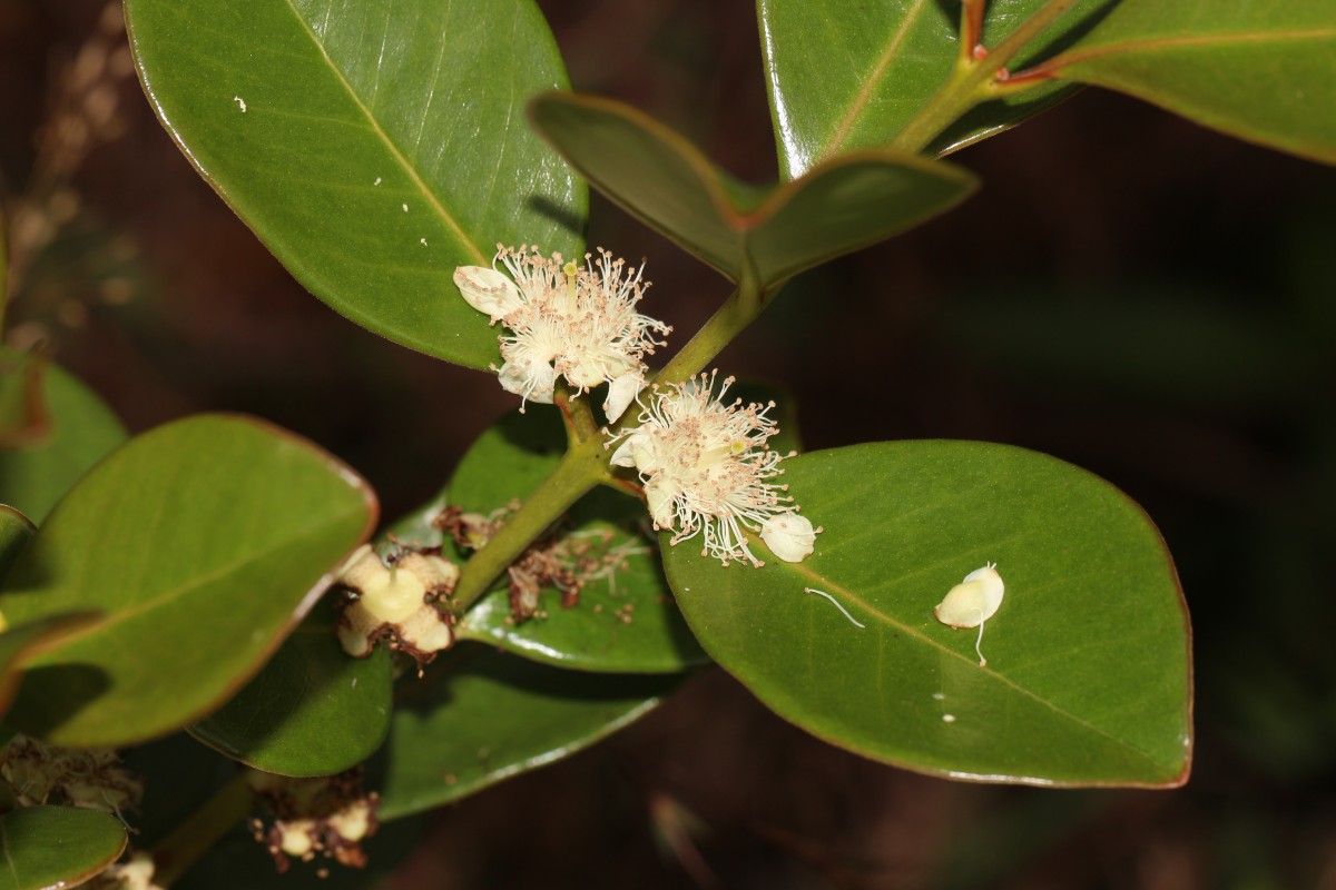 Psidium cattleyanum Sabine